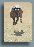 Running greyhound