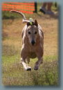 Running greyhound